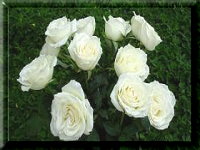 Photo of eleven living white roses planted in a lush grassy pasture.